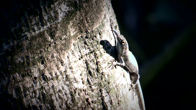 Lizard on a tree