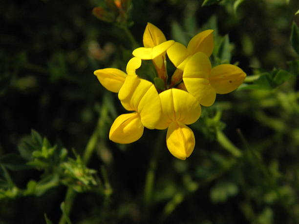 istock yellow flowers together. 538720939