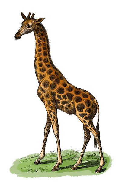 19th century illustration of a giraffe - the tallest living terrestial animal and the largest ruminant. Published in Systematischer Bilder-Atlas zum Conversations-Lexikon, Ikonographische Encyklopaedie der Wissenschaften und Kuenste (Brockhaus, Leipzig, 1875)
