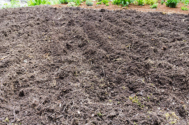 istock Home vegetable gardening preparation 538724305