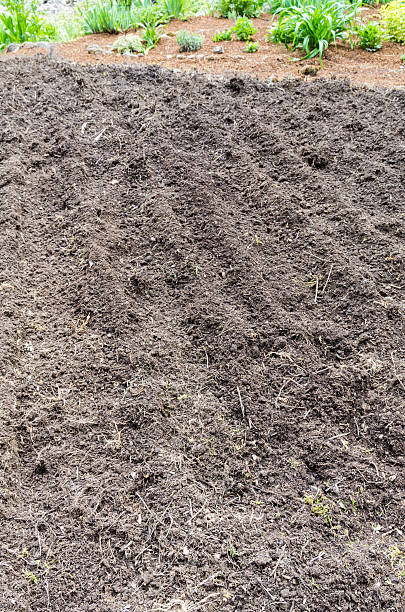 istock Home vegetable gardening preparation 538724307