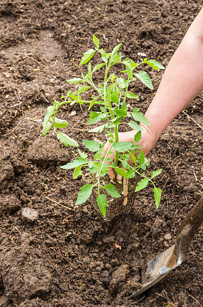 istock Home vegetable gardening preparation 538724313