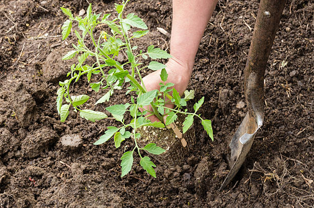 istock Home vegetable gardening preparation 538724317