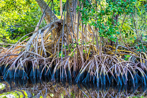 Mangrove tree in Everglades National Park