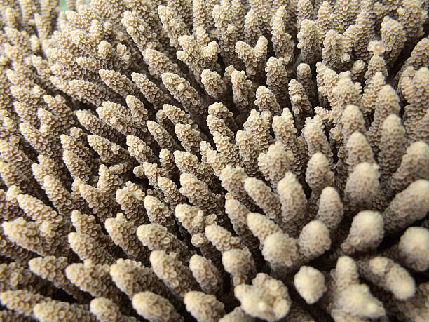istock Damselfihes and Acropora Humilis 538725875