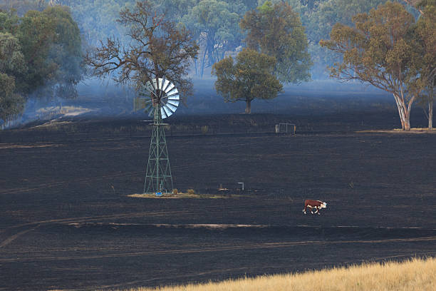 Lone Cow at Bushfire Aftermath A photograph of a lone cow at the aftermath of a bushfire on a dry Australian farm in central western NSW. The fire was started by a dry lighting strike on christmas day in 2014. It was brought under control with the help of the rural fire service who, despite it being christmas day, were on site within 15 minutes of the fire starting. Unfortunately there are no photos of the actual fire because it was busy being fought. cowra stock pictures, royalty-free photos & images