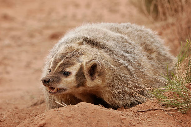 istock American badger sitting on the dirt ground 538726225