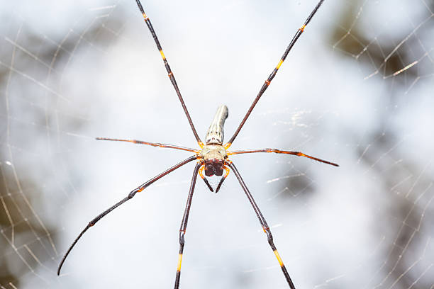 istock The golden silk orb-weaver 538727327