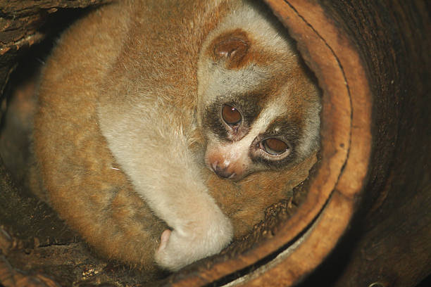 Tree Loris 460+ Loris Stok Fotoğrafları, Resimler ve Royalty-Free Görseller - iStock