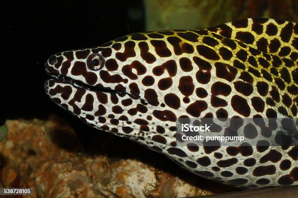 Moray Eel Stock Photo - Download Image Now - 2015, Animal, Animal Wildlife