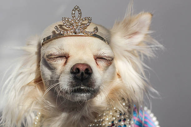 crowned чиуауа загорать - color image pets well dressed dog стоковые фото и изображения