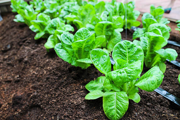 istock cos lettuce growing in farm 538728747
