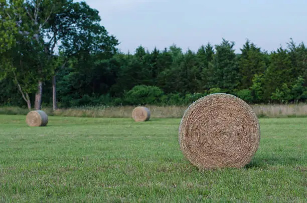 Large round hay bale with a background of green grass and green trees.