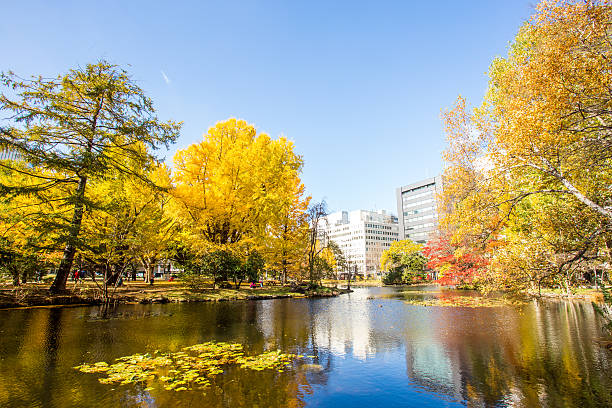 istock autum in Hokkaido, Japan 538745383
