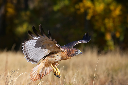 Striated Caracara; Phalcoboenus australis, aka Johnny Rook in flight over a bay on Carcass Island; Falklands Islands