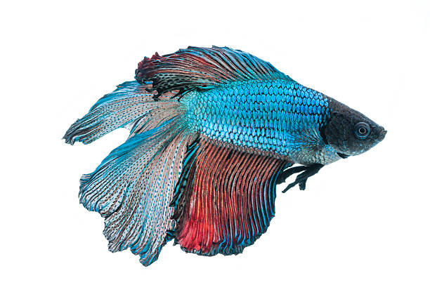istock beautiful betta splendens isolated on white background 538747125