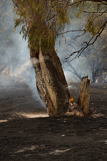 Burning Tree A photograph of a burning tree after a bushfire on a dry Australian farm in central western NSW. The fire was started by a dry lighting strike on christmas day in 2014. It was brought under control with the help of the rural fire service who, despite it being christmas day, were on site within 15 minutes of the fire starting. Unfortunately there are no photos of the actual fire because it was busy being fought. cowra stock pictures, royalty-free photos & images