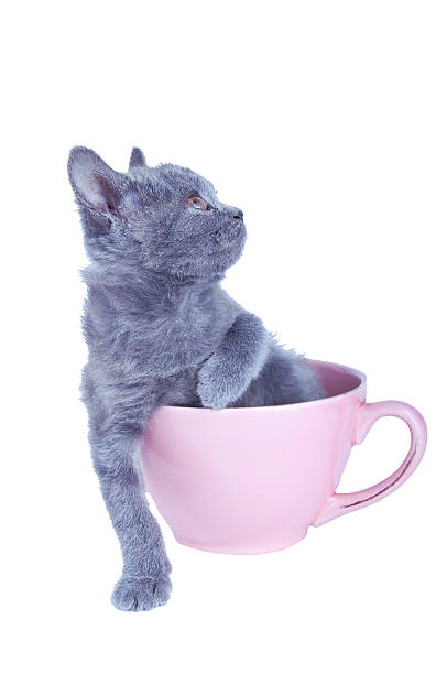 istock Scottish straight kitten isolated on white 538747639