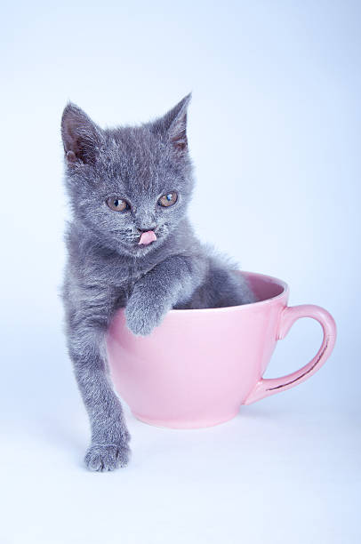 istock Scottish straight kitten sitting in pink cup 538747735