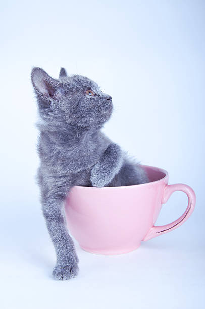 istock Scottish straight kitten sitting in pink cup 538747749