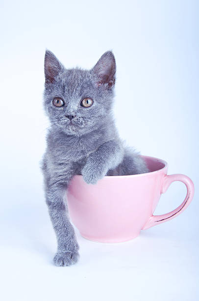 istock Scottish straight kitten sitting in pink cup 538747761