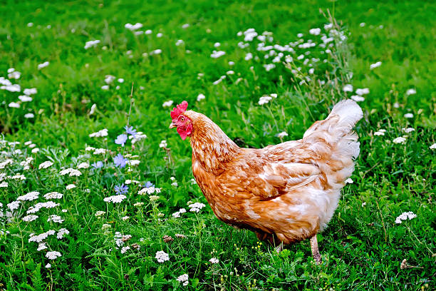 istock Chicken brown on grass with flowers 538748291