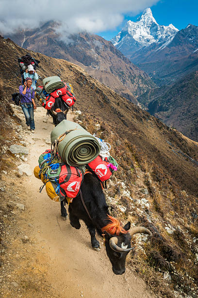 シェルパ女性トレイル yaks 車でヒマラヤ山脈はネパール王室所有の携帯電話を使用 - himalayas mountain climbing nepal climbing ストックフォトと画像