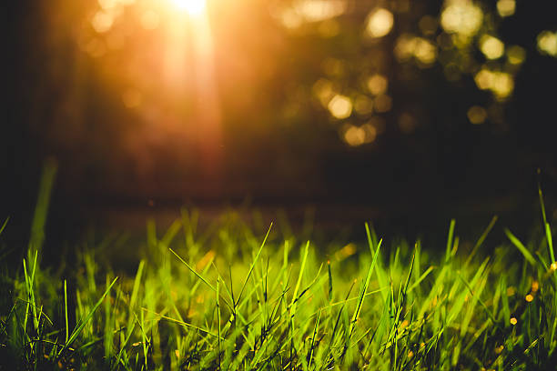 istock grass closeup in the evening vintage style 538749823