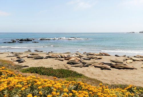 the scenic elephant seal colony at Point Piedras Blancas on the coast of California
