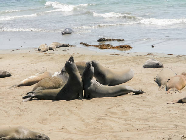istock Point Piedras Blancas Elephant Seals at Play 538750035