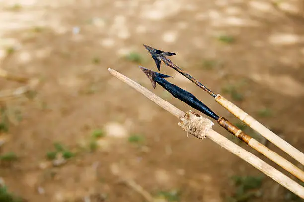 Different poisoned arrows used for hunting by the Hadzabe tribe. Hadzabe tribe threatened by extinction.