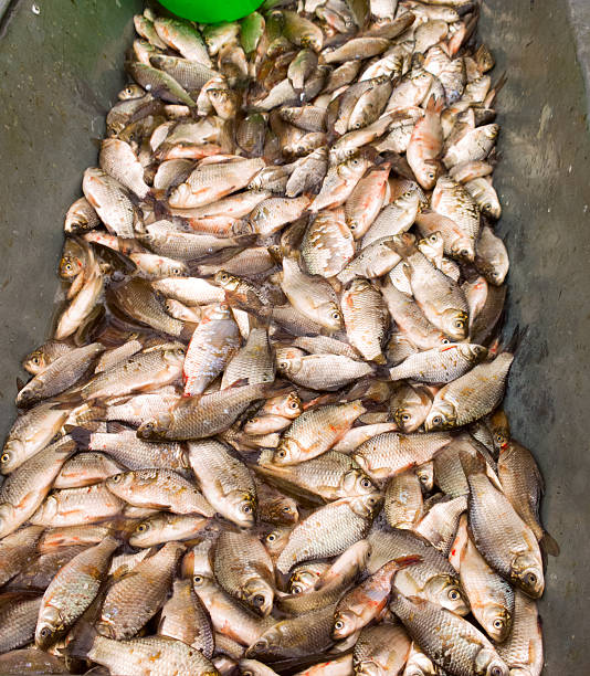 istock Fish at the market. 538750999