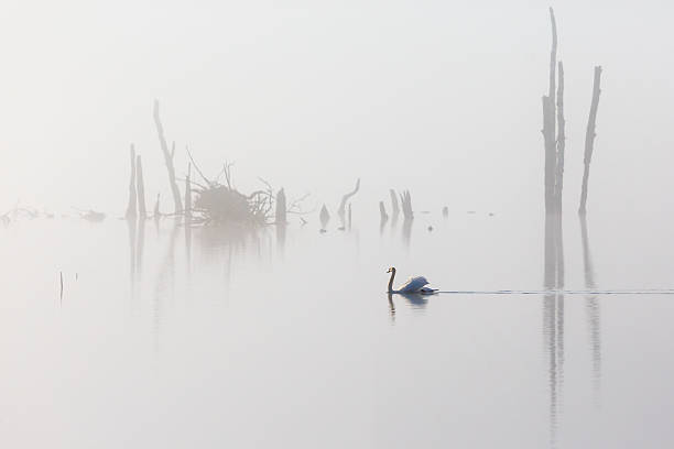 istock Mute swan swimming in the lake 538751033