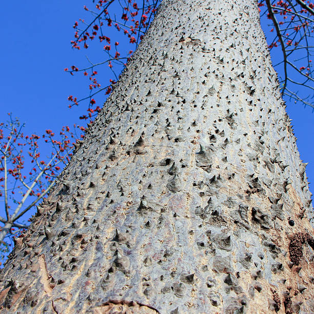 Close up Thorn of Bombax ceiba tree. Close up Thorn of Bombax ceiba tree. baobab flower stock pictures, royalty-free photos & images