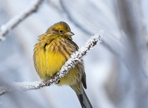 istock Yellowhammer on rimed branch 538752785