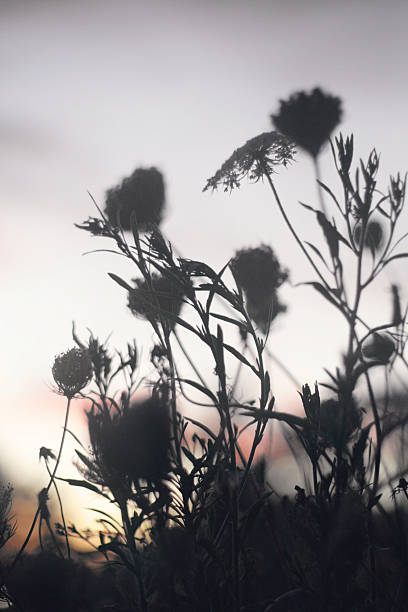istock Wild flowers silhouette against a sunset coloured sky 538754225