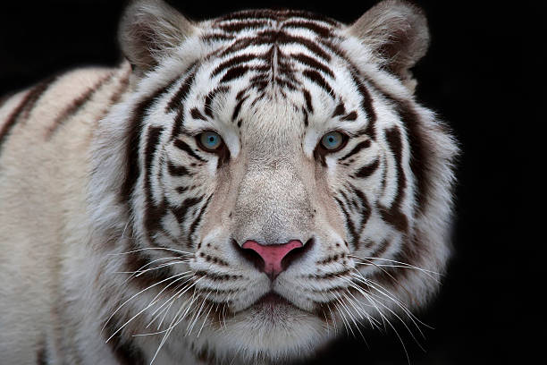 istock Interest in eyes of a young white bengal tiger. 538754437