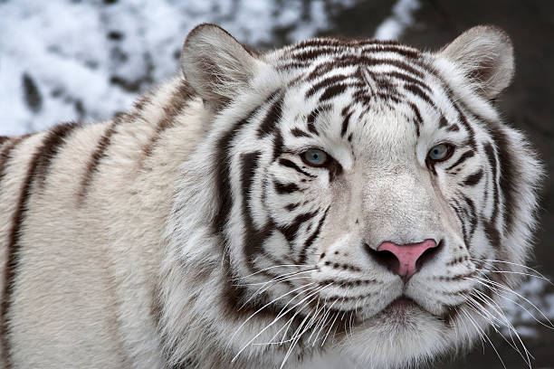 istock Macro portrait of a white bengal tiger. 538754581