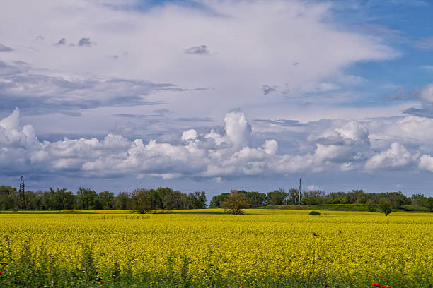 istock Landscape with flowering buckwheat field and fluffy clouds 538766084