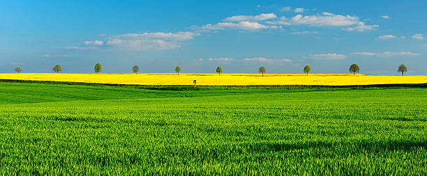 istock Cherry Trees blooming along Canola Field in Rural Spring Landscape 538766928