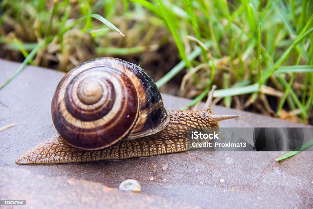 Snail in macro close-up blurred background Animal Stock Photo