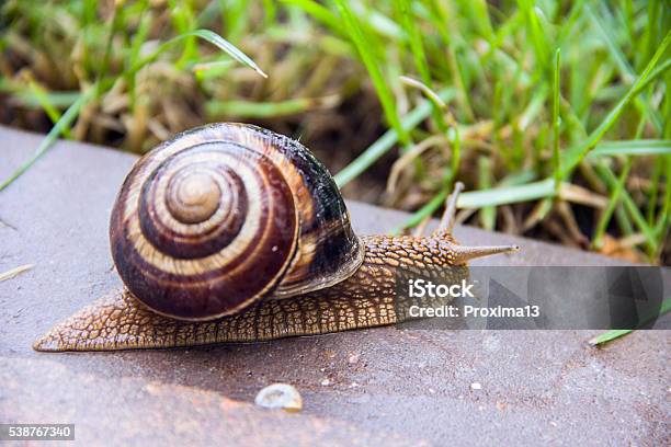 Snail In Macro Closeup Blurred Background Stock Photo - Download Image Now - Animal, Animal Family, Animal Wildlife