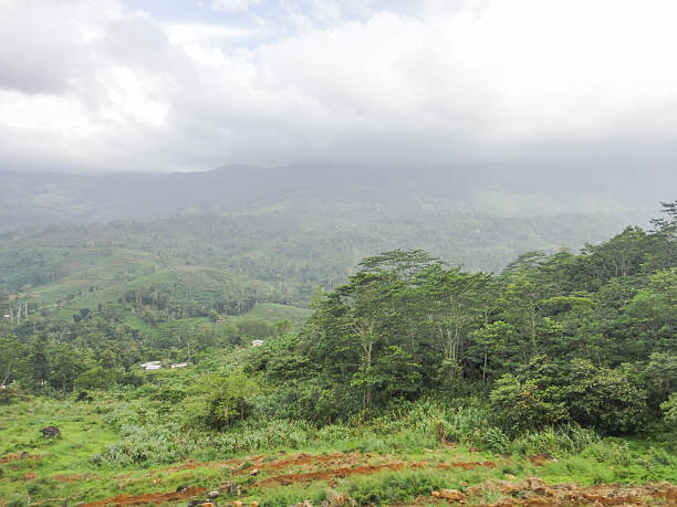 istock Sinharaja rainforest in Sri Lanka 538767670