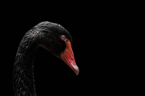 Black swan Low key portrait of close up Black swan animal neck photos stock pictures, royalty-free photos & images