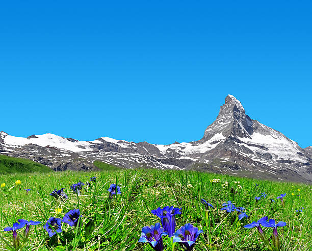 Matterhorn in the foreground blooming gentian, Pennine Alps, Switzerland