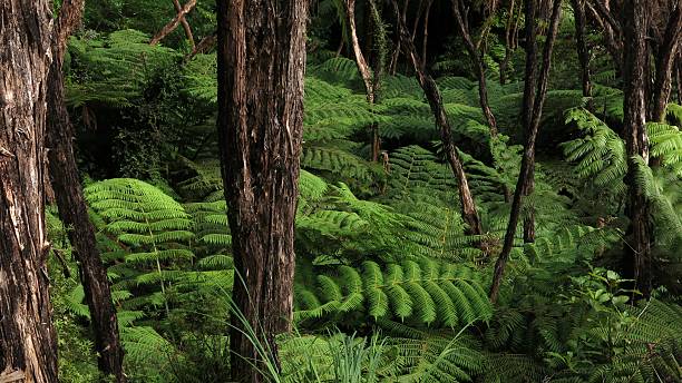 foresta pluviale nel parco nazionale abel tasman - abel tasman foto e immagini stock