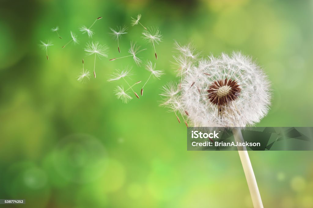 Löwenzahn Uhr lässt seed  - Lizenzfrei Löwenzahn - Korbblütler Stock-Foto