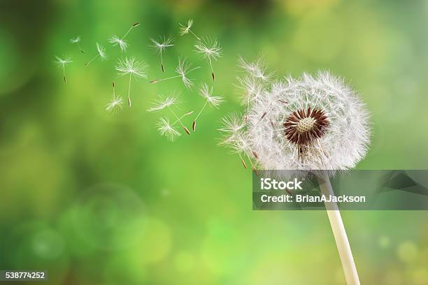 Löwenzahn Uhr Lässt Seed Stockfoto und mehr Bilder von Löwenzahn - Korbblütler - Löwenzahn - Korbblütler, Pollen, Wind
