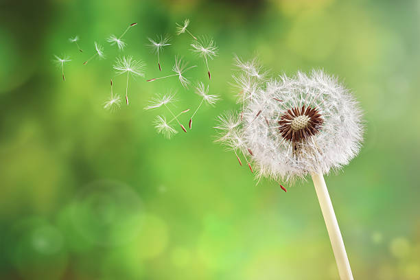 Dandelion clock dispersing seed Dandelion seeds in the morning sunlight blowing away across a fresh green background pollination photos stock pictures, royalty-free photos & images