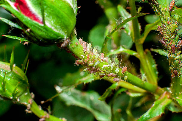 Aphids damage roses Aphids damage roses aphid stock pictures, royalty-free photos & images